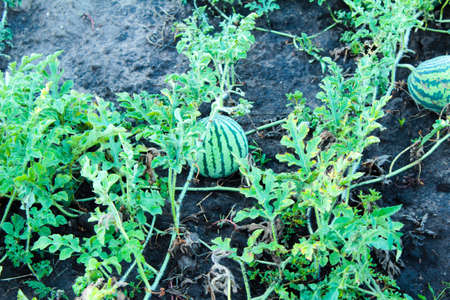 Watermelon ripens on the vine and garden bedsの写真素材
