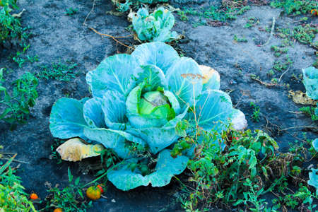 White-headed cabbage grows in the garden bedsの写真素材