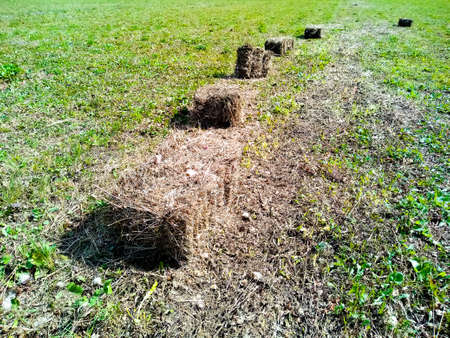 Cube-shaped hay in a meadow, arranged in a row