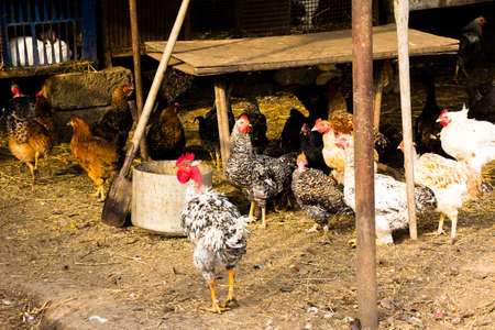 Household yard with chickens on the yardの写真素材
