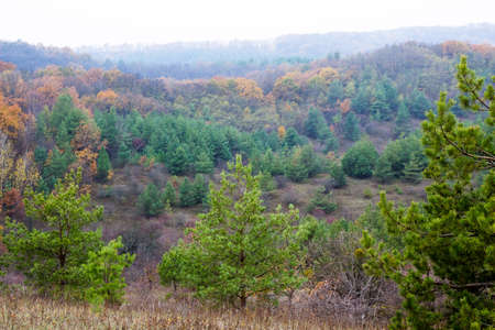 In the distance, you can see a photo of a deciduous and pine forest from a hill.