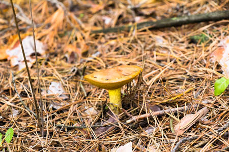 Autumn picking of mushrooms in the forest mushrooms in a bag and in a bucket on the hood of a car in...