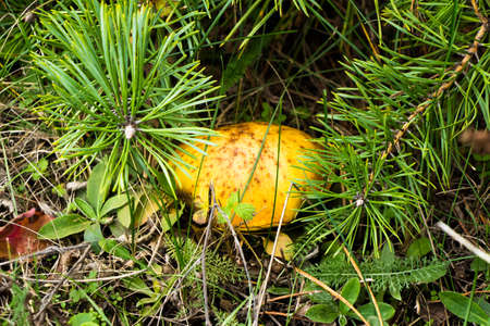 Autumn picking of mushrooms in the forest mushrooms in a bag and in a bucket on the hood of a car in...