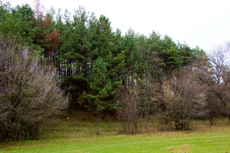 In the distance, you can see a photo of a deciduous and pine forest from a hill.