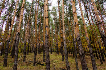 Trunks of trees of pine forest Ukraine