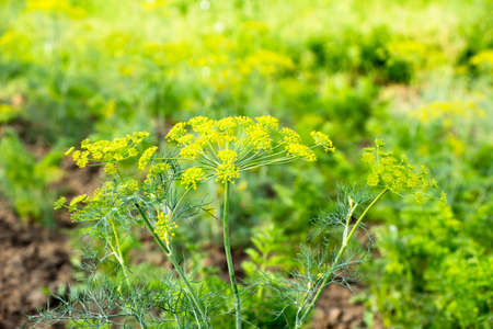 Blooming stalks of dill flowers dill Ukraine