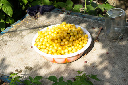 Plastic bowl on the table filled with ripe yellow cherries Ukraineの写真素材