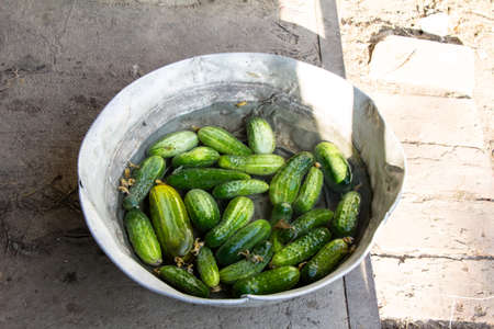 Cucumbers in a large bowl filled with waterの写真素材