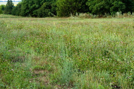 Scanty field of flowering forage grass of canyushyの写真素材