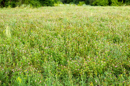 Scanty field of flowering forage grass of canyushyの写真素材