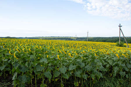 Sunflower blooms in the fields of Ukraineの写真素材