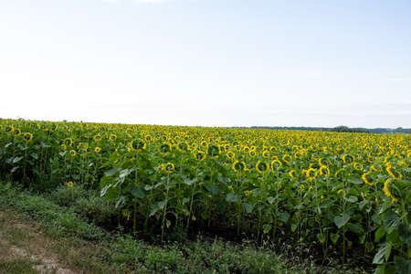 Sunflower blooms in the fields of Ukraineの写真素材