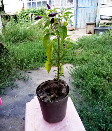 Brought out indoor purple pepper for a walkの写真素材