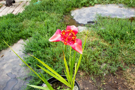 One day a tigridia flower blooms a tigridia flower in a flowerpotの写真素材