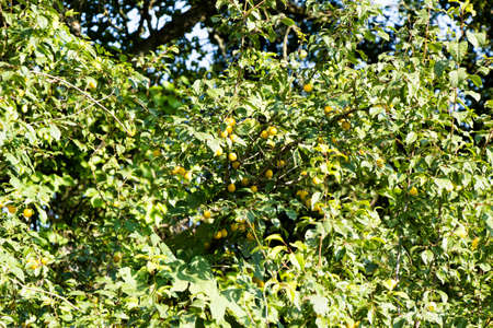 The tree with yellow fruits is popularly called (cherry plum) Ukraine.の写真素材