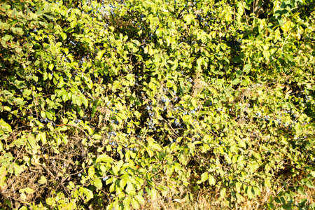 A shrub of a wild plant with blue fruits is popularly called (Teren)の写真素材