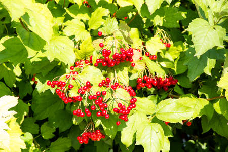 Viburnum bush with berries on the branchesの写真素材