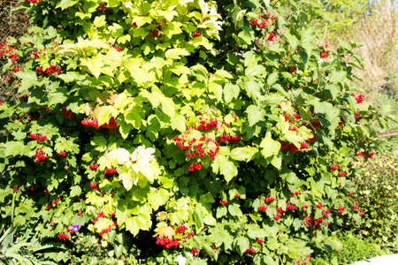 Viburnum bush with berries on the branchesの写真素材