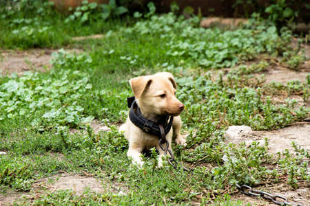 Young cute puppy on a chain tied