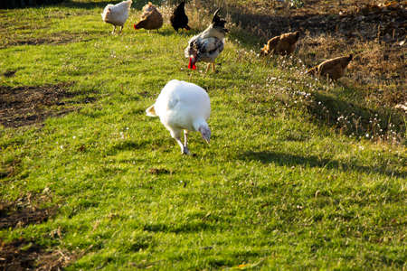 White turkeys graze on green grass