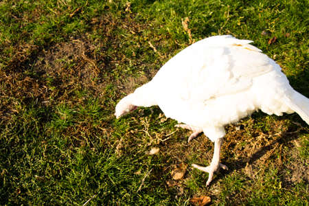 White turkeys graze on green grassの写真素材