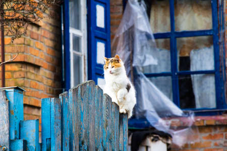 A cat with a raised paw sits at the entrance gateの写真素材