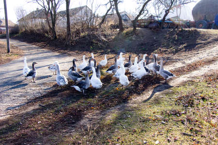 Herd of white-gray geese on the carriagewayの写真素材