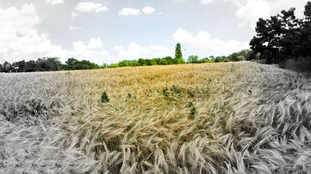 Barley ears with white clouds in the sky and trees in the distanceの写真素材
