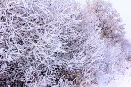 Sunday winter morning in a village in the countryside of Ukraineの写真素材