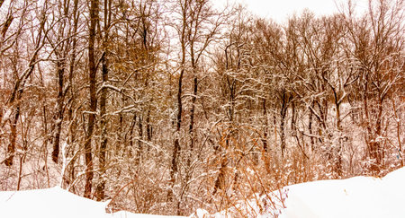 Cloudy winter december day Ukraineの写真素材