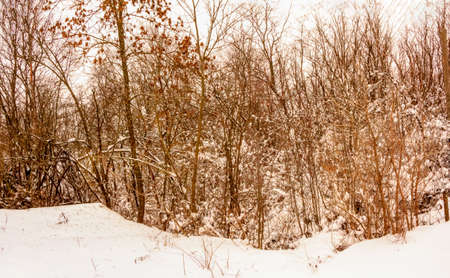 Cloudy winter december day Ukraineの写真素材