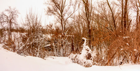 Cloudy winter december day Ukraineの写真素材