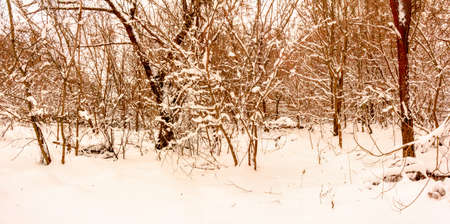 Cloudy winter december day Ukraineの写真素材