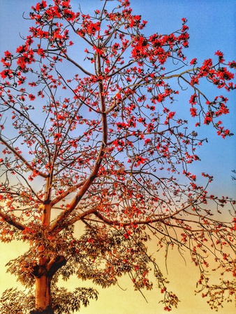 Natural photo for a tree in Autum like a painting photoの写真素材