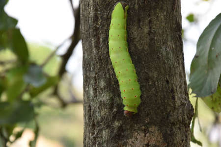 Green & yellow Silk worms. silk butterfly or moth caterpillar on leaves, Hyalophora cecropia
Large Green silkworm sericulture Green Silkworm cocoon and larvae.の写真素材