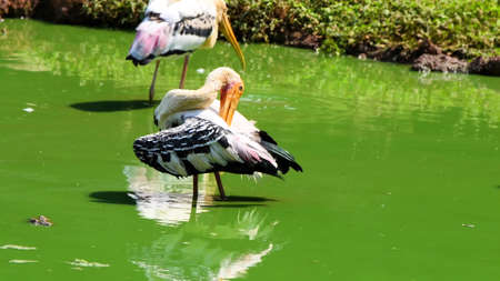 Painted Stork (Mycteria ibis) in a pondの写真素材