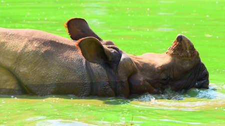Rhinoceros in the water. The rhinoceros is a species of rhinoceros.の写真素材
