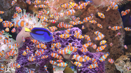 Clown anemonefish (Amphiprion ocellaris)