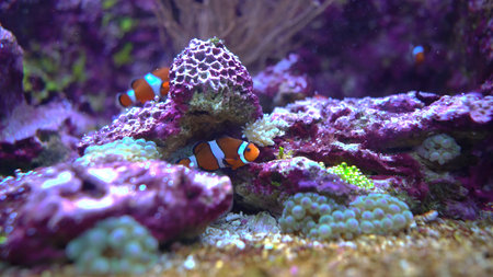 Clown anemonefish, Amphiprion ocellaris, in a coral reef
