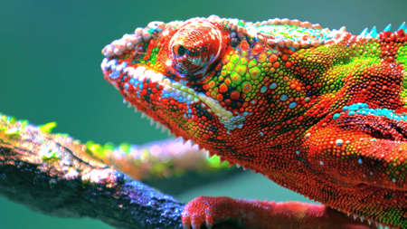 Close-up of a colorful chameleon on a branch.