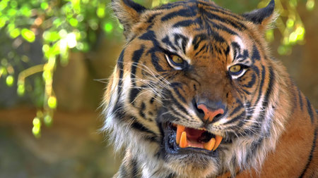 Close-up portrait of a tiger in the zoo. Panthera tigris altaica