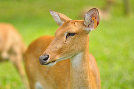 Baby dearの写真素材
