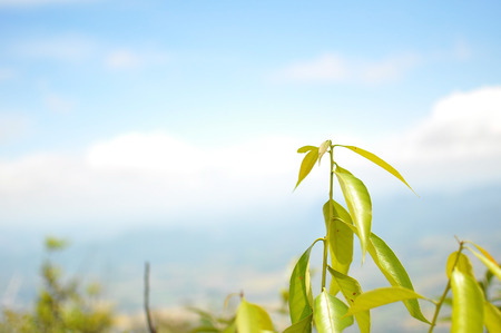Green leaf with skyの写真素材
