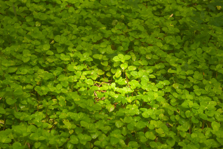 Green plants with sun shineの写真素材