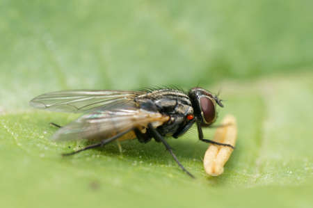 A Close up fly with Pollen Macro on a leaf. High quality photo