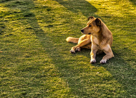 a sitting brown dog in the Parkの写真素材