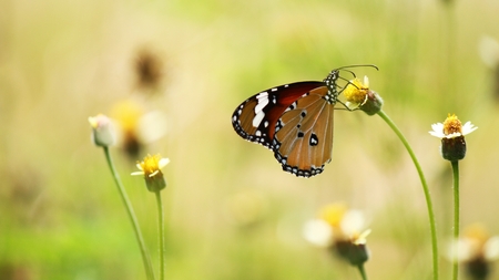 butterflyの写真素材