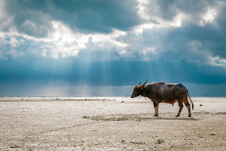 Wild buffalo on sandy beach with sea and blue cloudy sky in the background in Koh Samui, Surat Thani, Thailandの写真素材