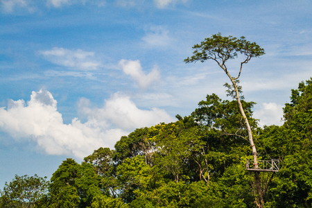 Tall tree with a zip line construction in a tropical rain forest scenery, Koh Samui, Thailandの写真素材