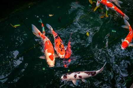Colorful red and white Koi Carp fish swimming in a zen pond in Japanese Temple, Tokyo, Japanの写真素材
